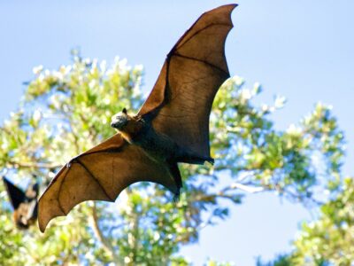 A bat in flight with wings fully extended and trees in the background.