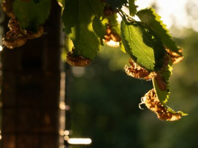 Cicadas on tree leaves, representing pests that swarm in Michigan.