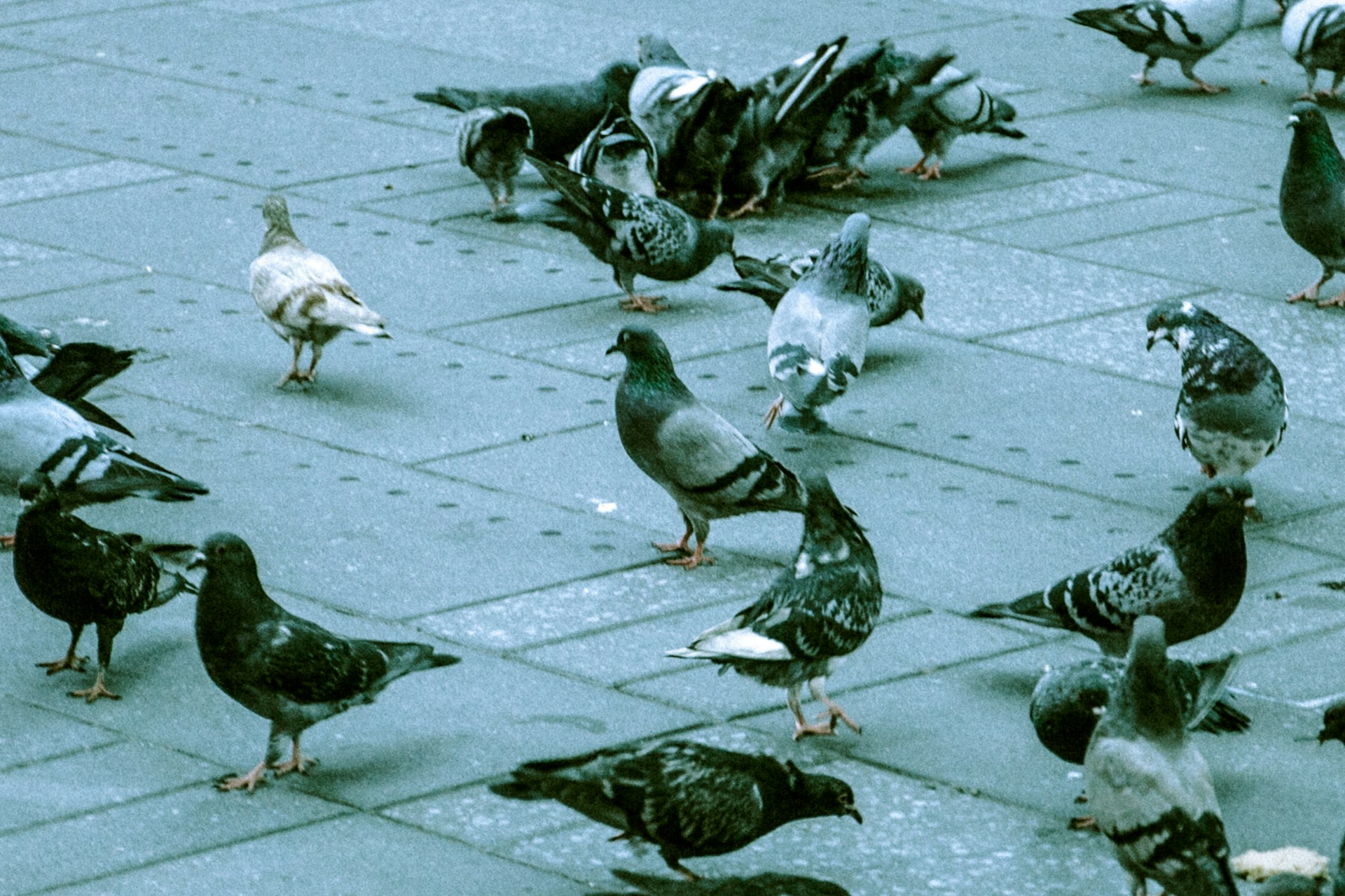 A flock of pigeons gathered on a paved surface.