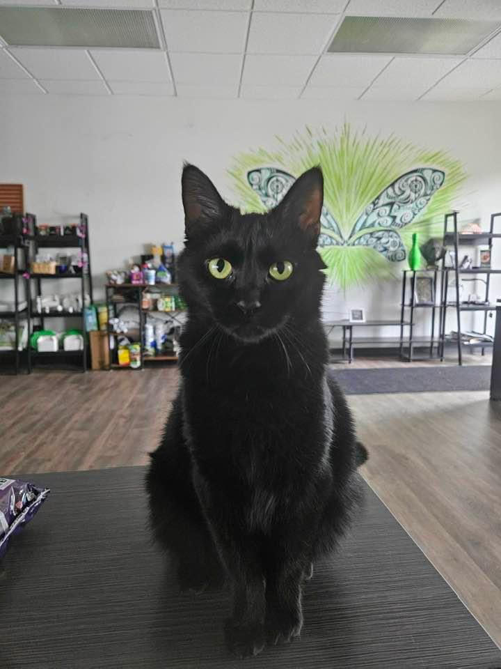 Cleo, the Pest Pros office cat, symbolizing the pet-friendly approach to pest control.