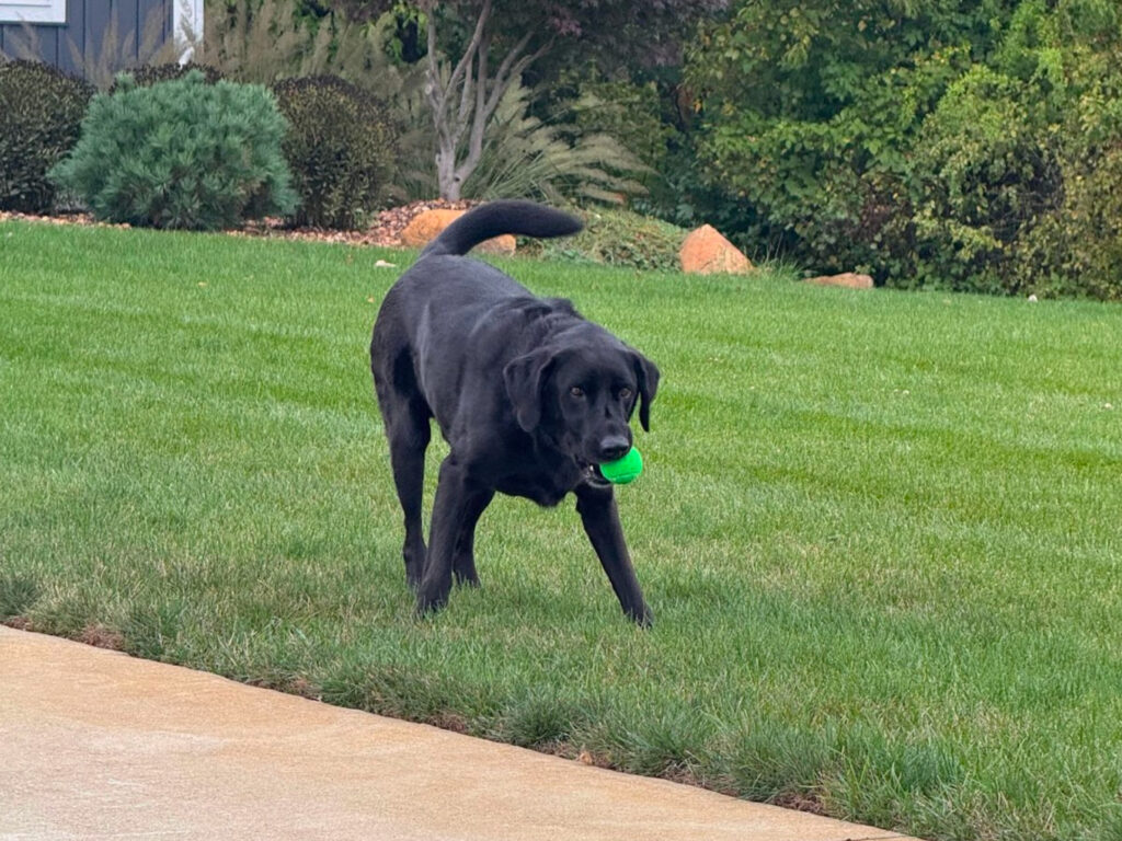 One of our Pest Pros technicians dog playing in the yard with a tennis ball, symbolizing the pet-friendly approach to pest control.