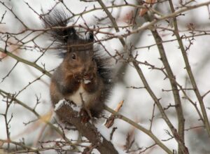 A fluffy brown squirrel sits perched on a snow-dusted branch, enjoying a nut in the cold winter weather.