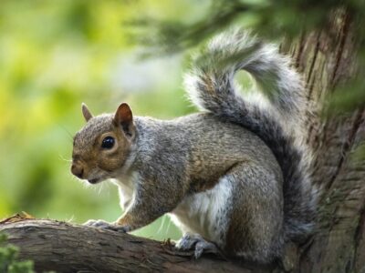 What to Do When Cute Squirrels Become Pests