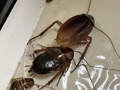 Rescuing A Home Overrun By German Cockroaches And Bed Bugs