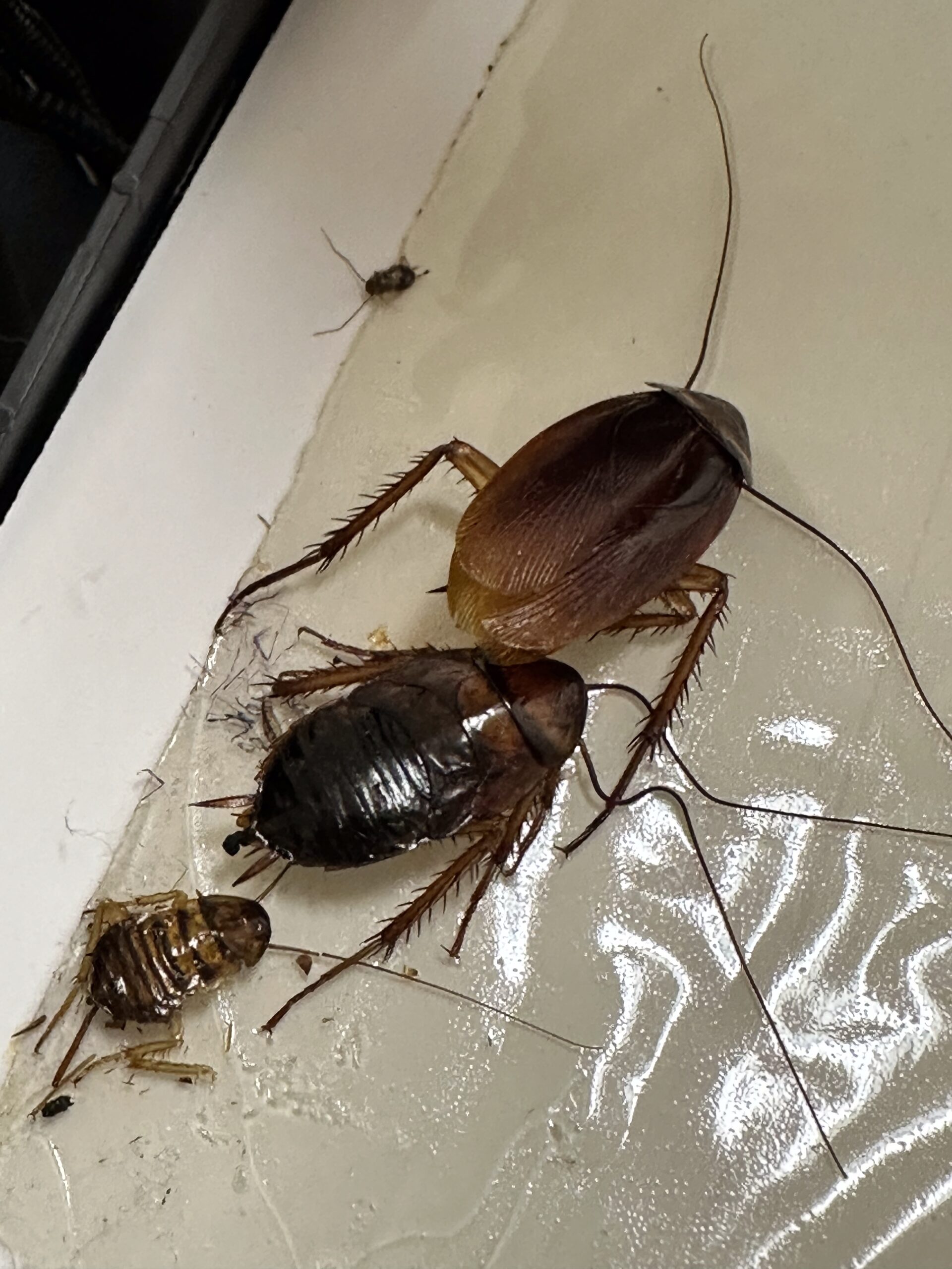 Rescuing A Home Overrun By German Cockroaches And Bed Bugs