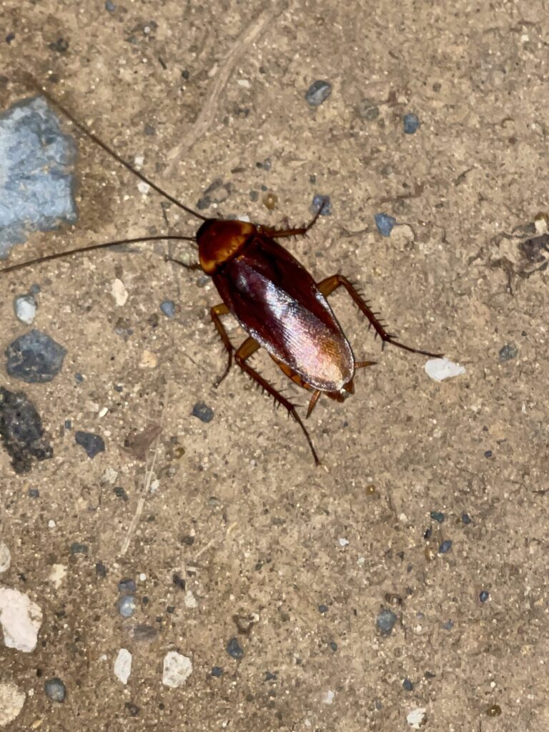 Common Cockroach Species