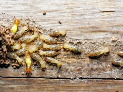 Could Termites be Chomping Away at Your House Right Now