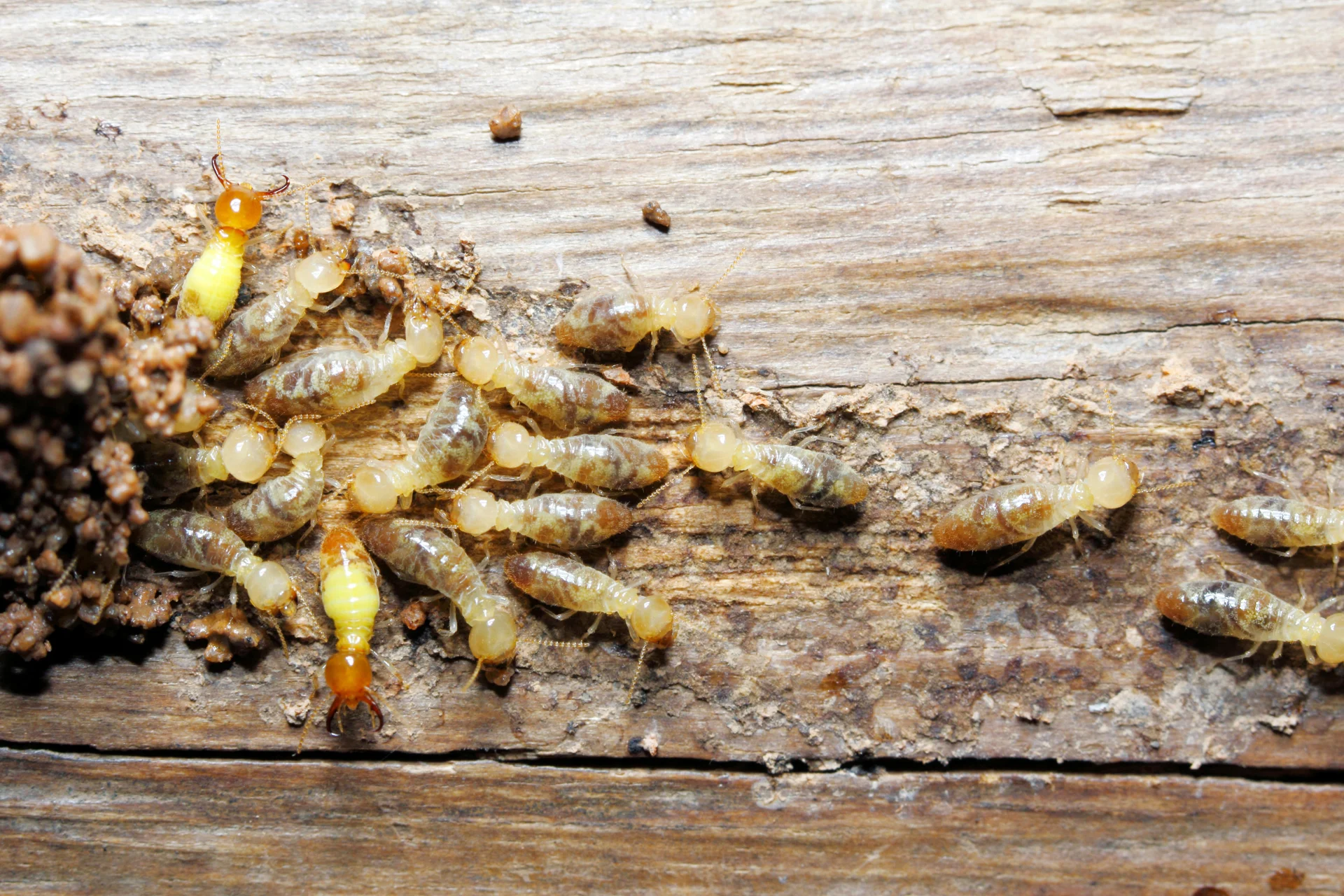Could Termites be Chomping Away at Your House Right Now