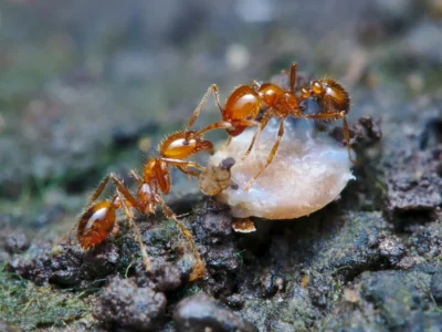Fire ants