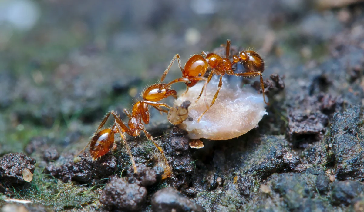 Fire ants