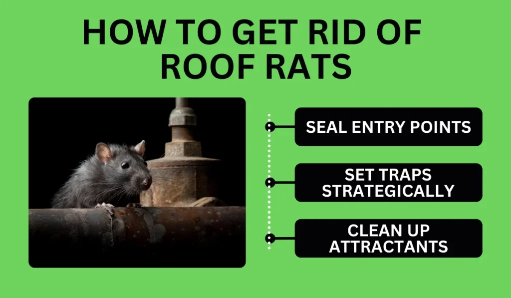 How to Get Rid of Roof Rats