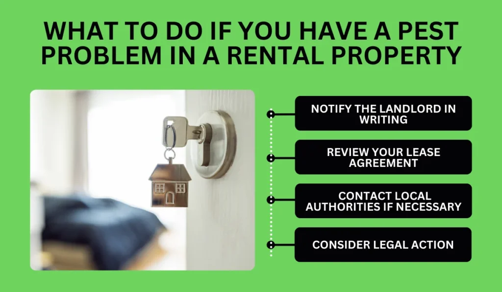 What to Do If You Have a Pest Problem in a Rental Property