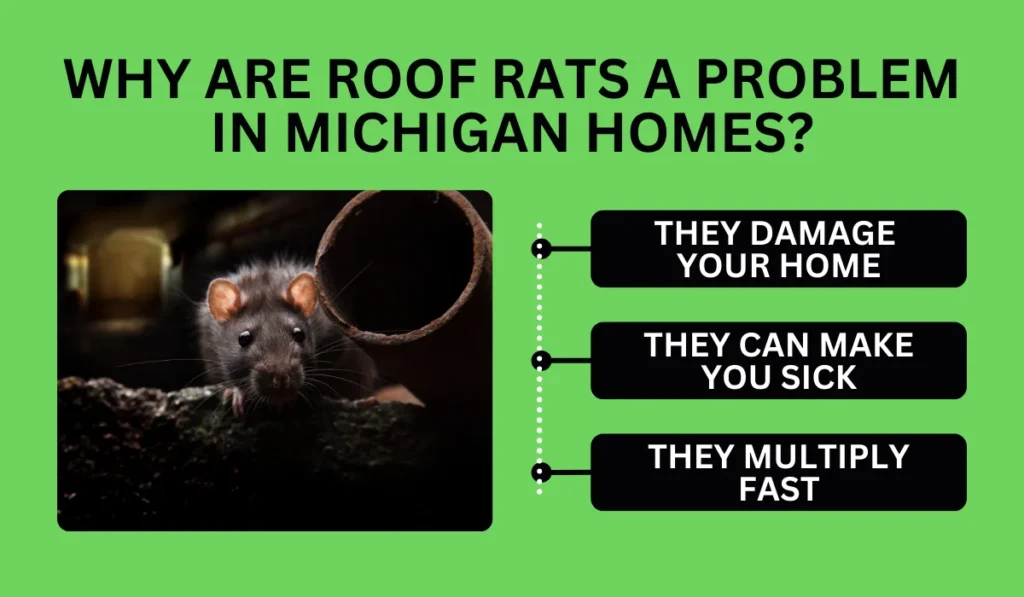 Why Are Roof Rats a Problem in Michigan Homes