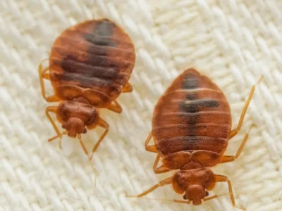 bed bugs