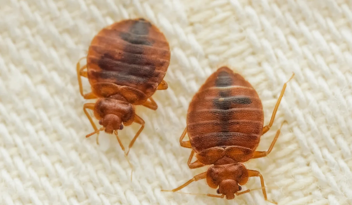 bed bugs