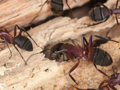 carpenter ants