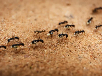 little black ants