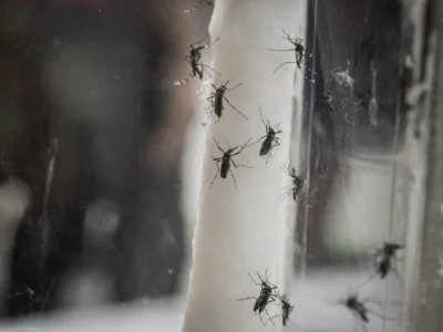 Top 5 Pests That Can Make You Sick. Here’s the embed code