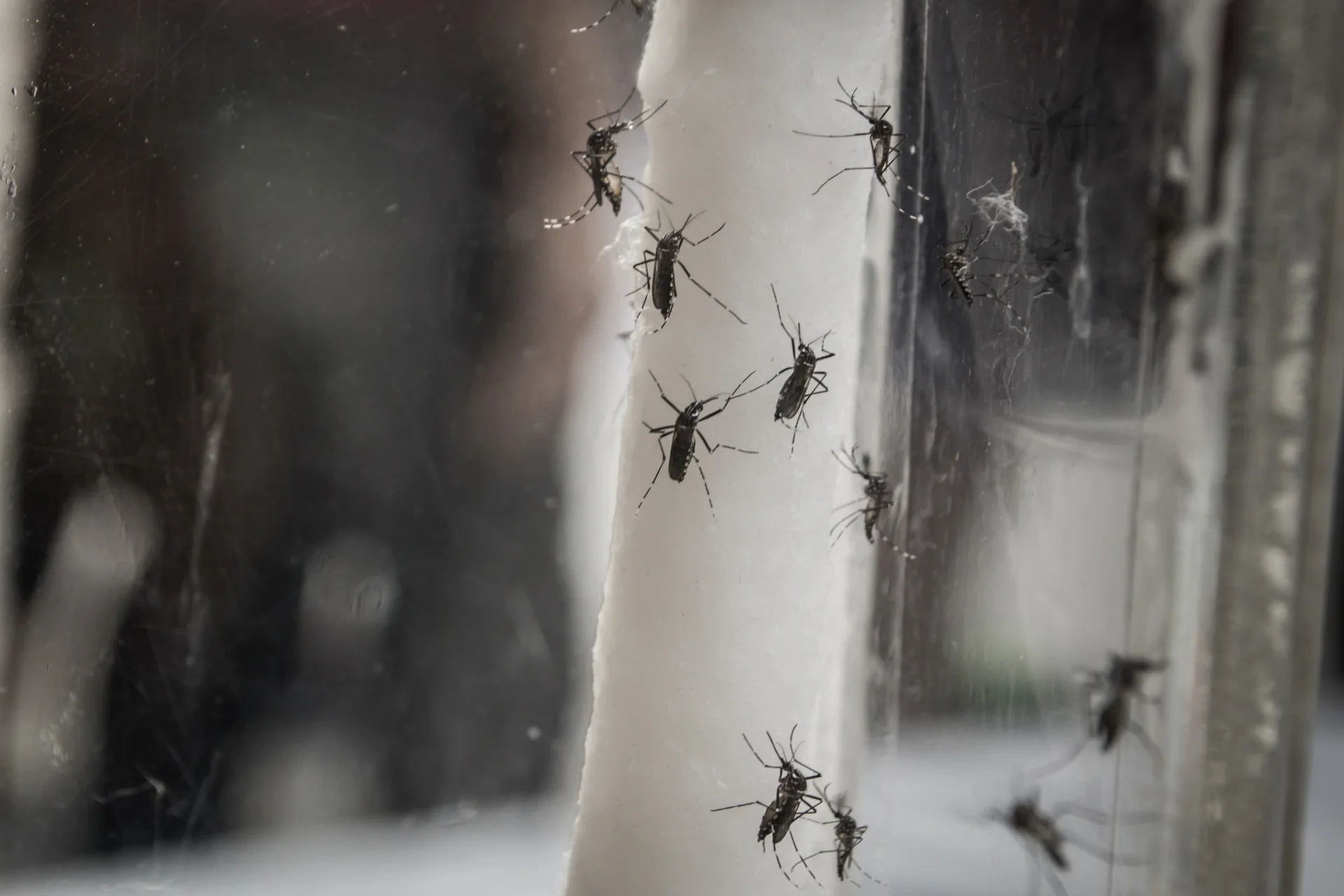 Top 5 Pests That Can Make You Sick. Here’s the embed code