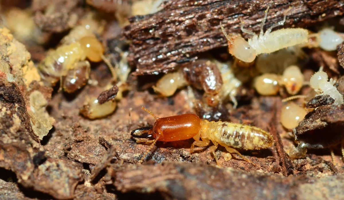 termites