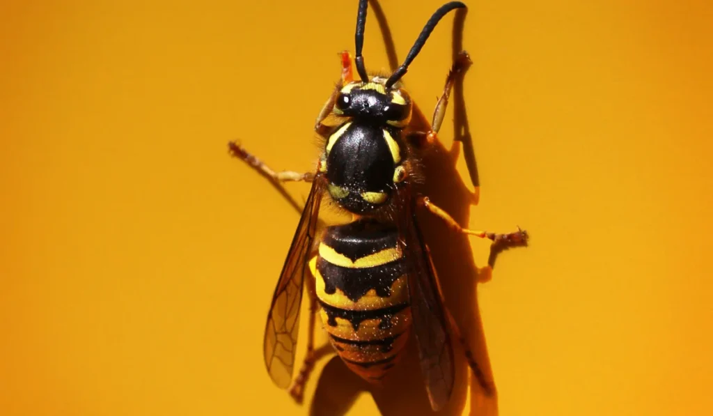yellowjacket