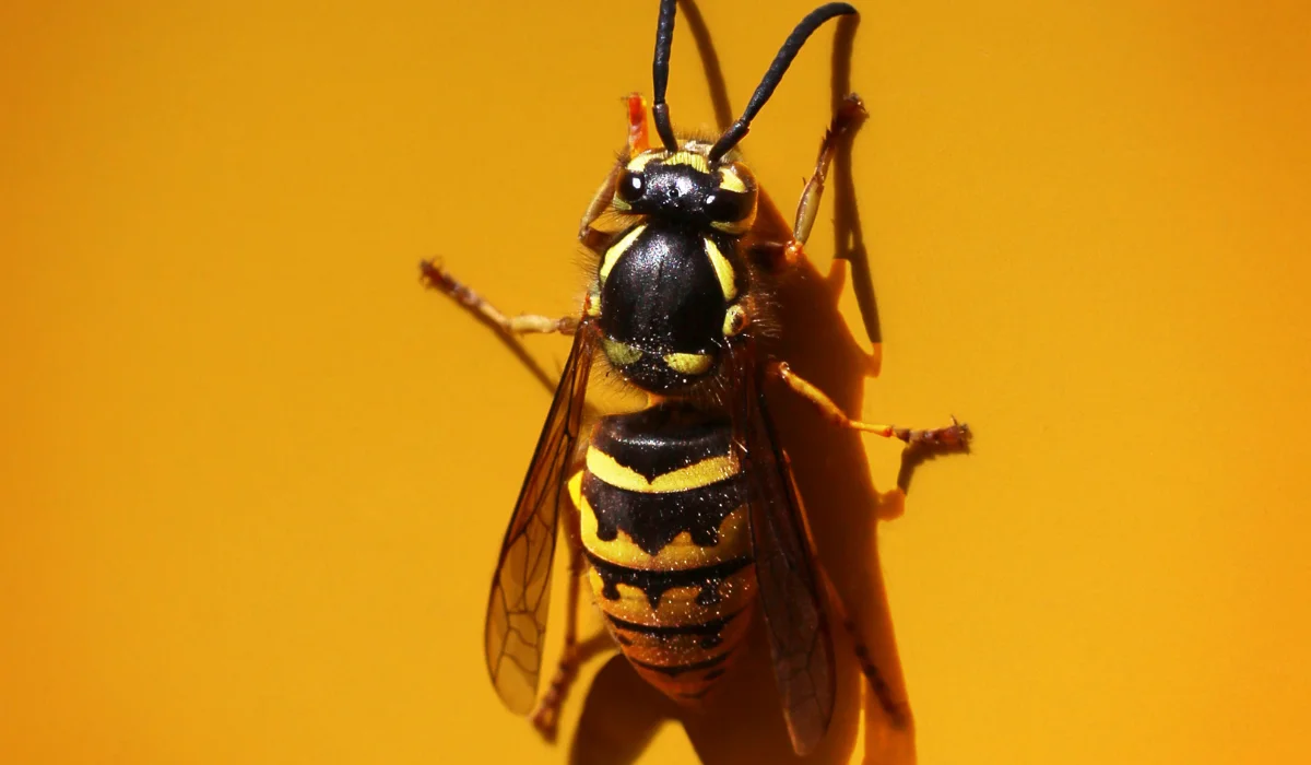 Yellow Jackets