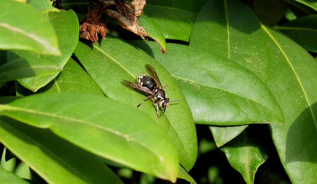 Bald Faced Hornet