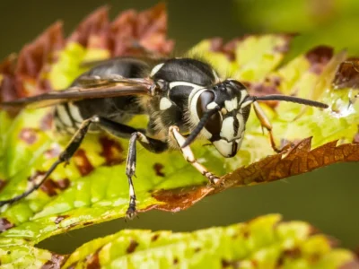 Bald-Faced Hornets