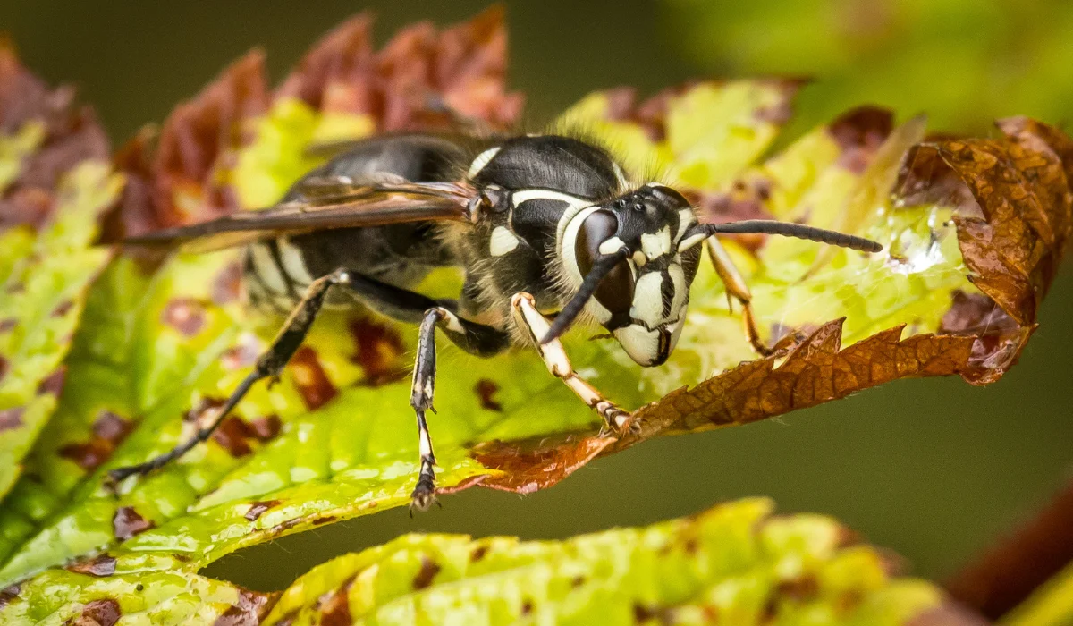 Bald-Faced Hornets