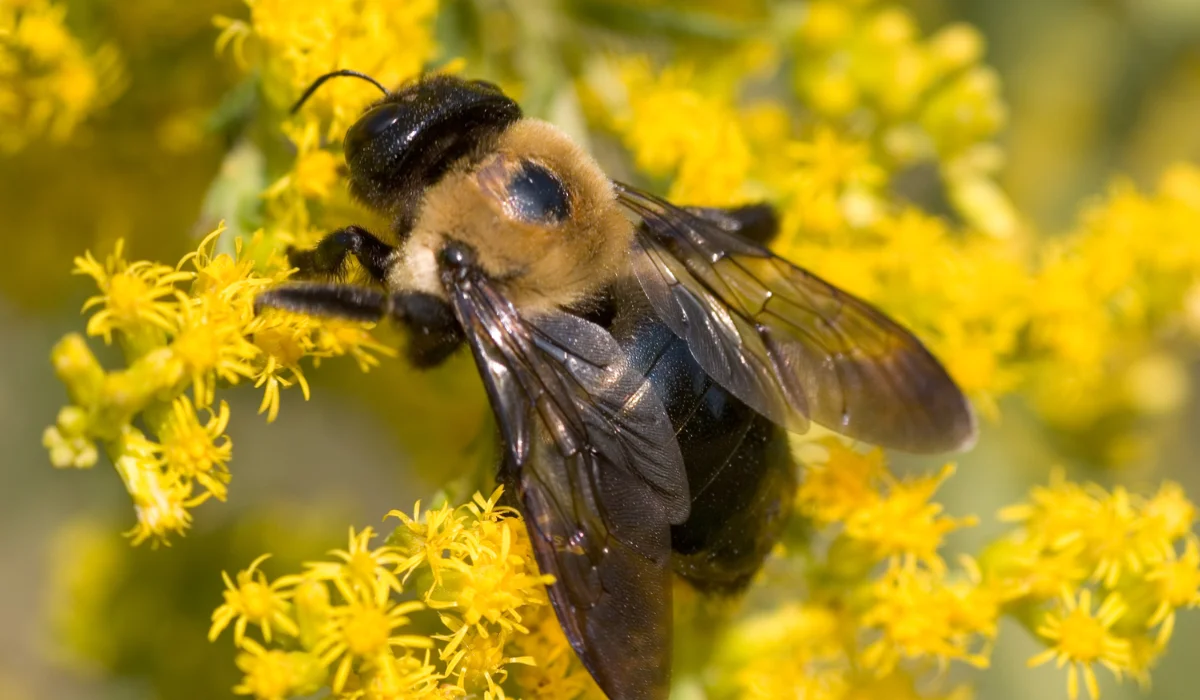 Carpenter Bee