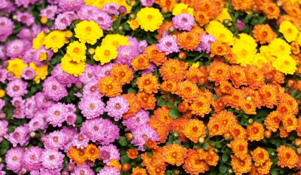 Chrysanthemums