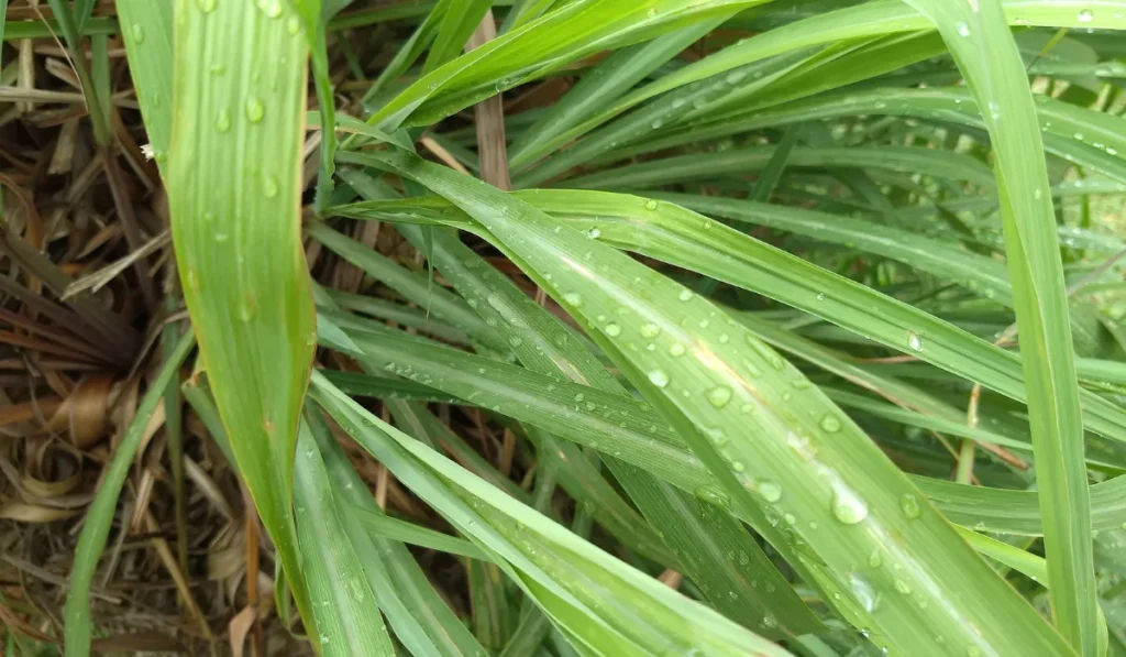 Citronella Grass