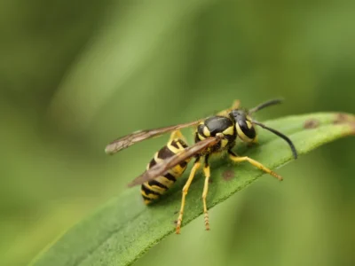 Eastern Yellow Jackets