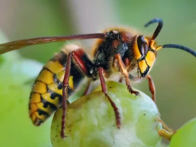 European Hornets
