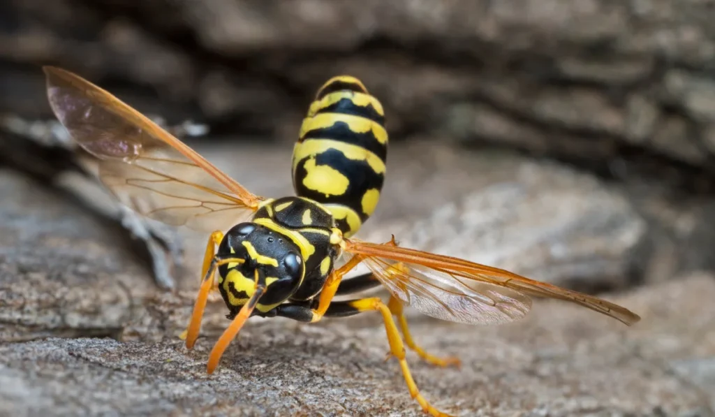 European paper wasp