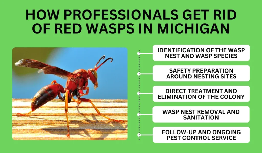 How Professionals Get Rid of Red Wasps in Michigan