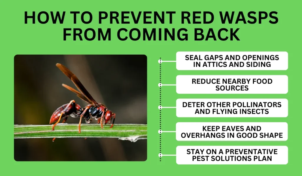 How to Prevent Red Wasps from Coming Back