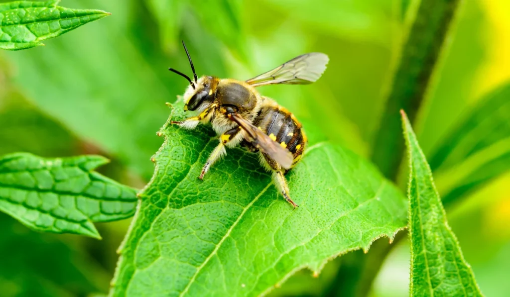 Leafcutter Bees