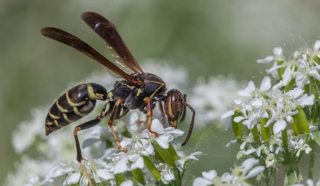 Northern Paper Wasp