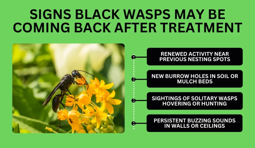 Signs Black Wasps May Be Coming Back After Treatment