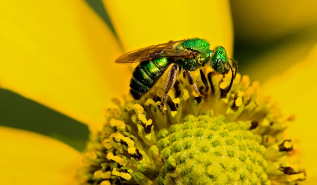 Sweat Bee