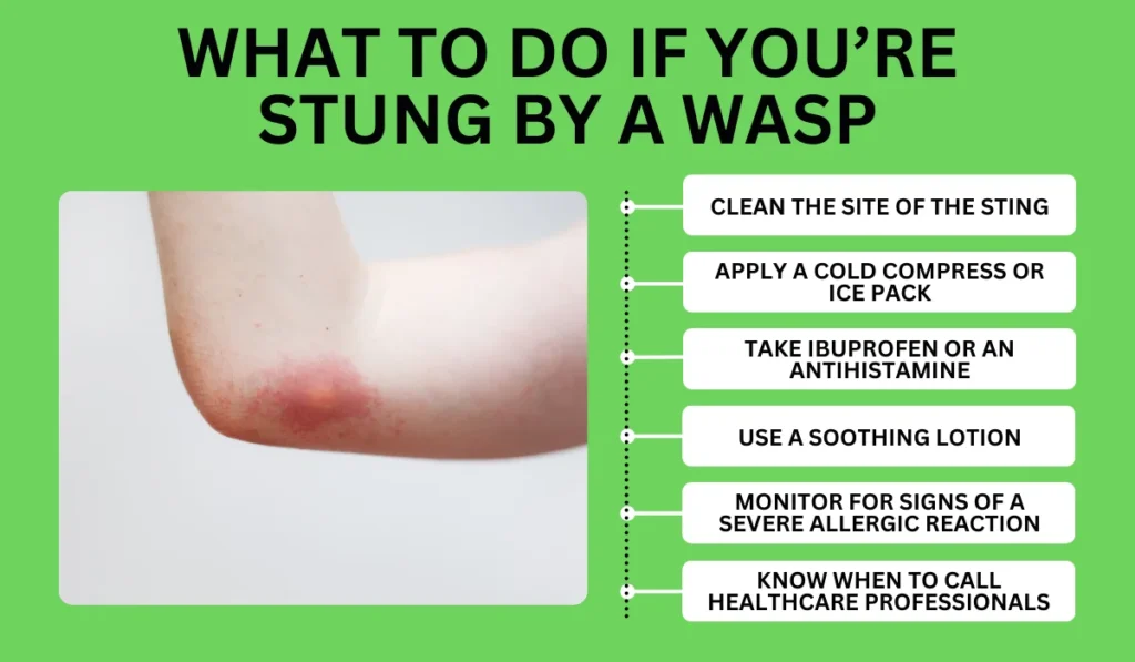 What To Do If You’re Stung by a Wasp