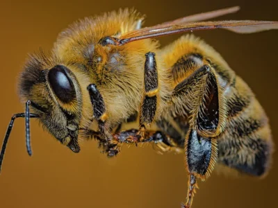 bee