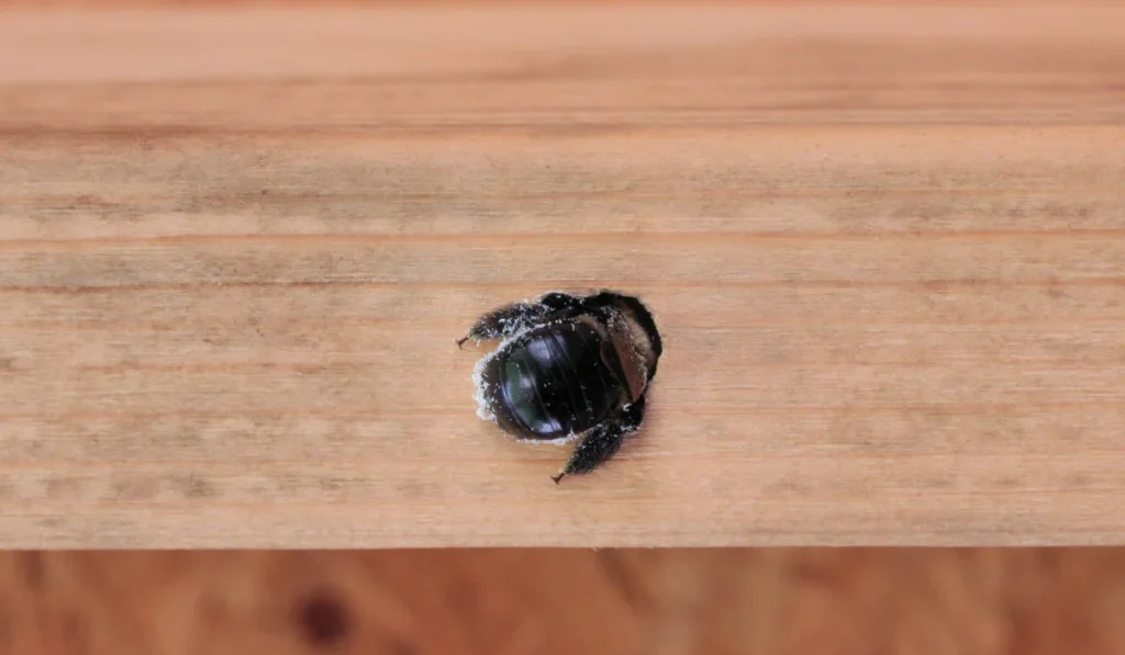 carpenter bee in hole