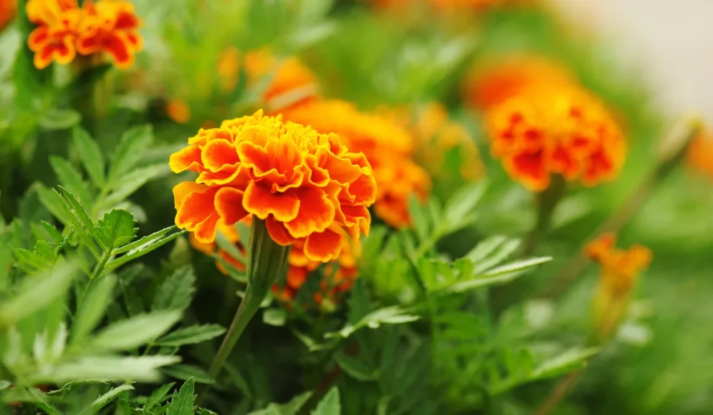 marigolds