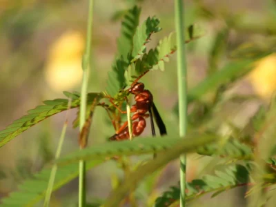red wasp