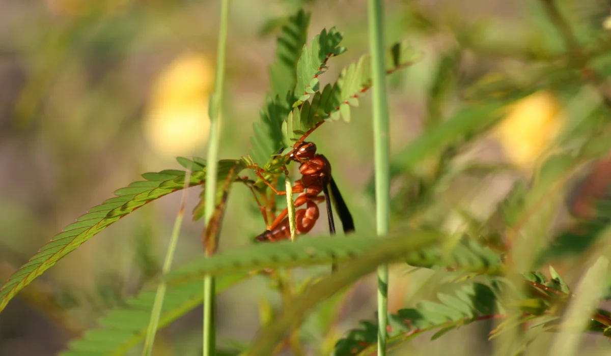 red wasp