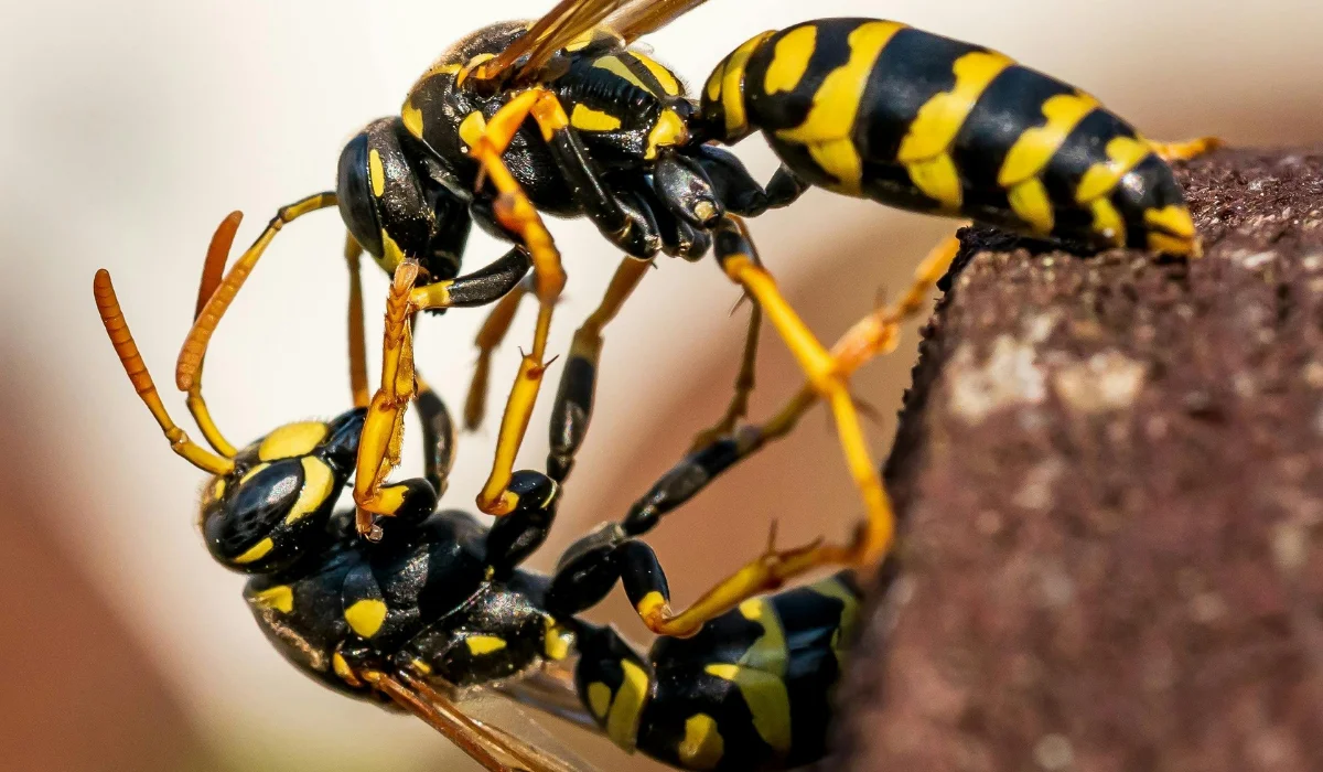stinging wasp