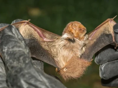 Eastern Red Bat