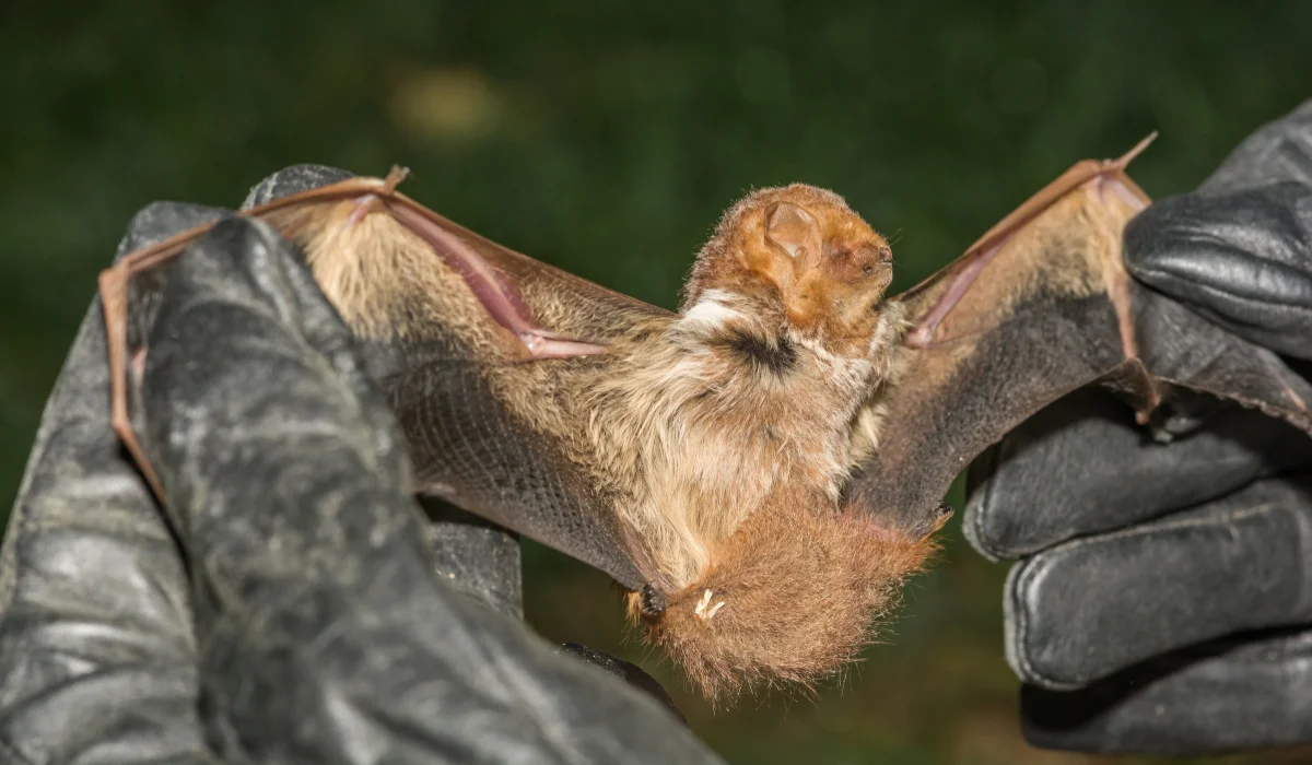 Eastern Red Bat